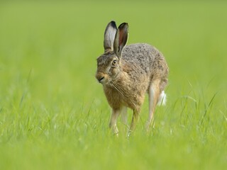 European hare (Lepus europaeus), runs in a meadow, Lower Rhine, North Rhine-Westphalia, Germany, Europe