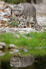 Snow leopard (Panthera uncia), running on water with water reflection, captive, Germany, Europe