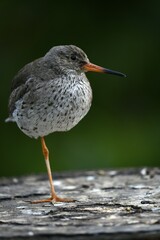 Common redshank (Tringa totanus), standing on one leg, captive, Germany, Europe