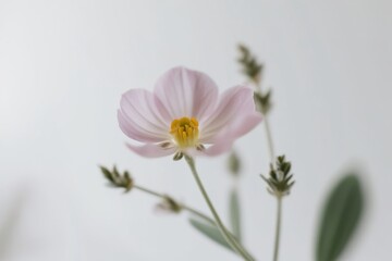 Obraz premium Pastel lavender-colored flower in fine detail on a white background, exuding sophistication and natural simplicity