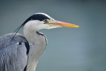 Grey Heron (Ardea cinerea), portrait, Baden-Württemberg, Germany, Europe