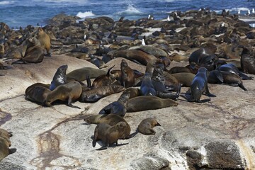Brown fur seals (Arctocephalus pusillus), colony on rocky island, seal island, Duiker Island, Hout Bay, Cape Town, South Africa, Africa