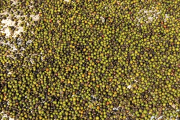 Coffee fruits are laid out for drying, Senmonorom, coffee cultivation, Sen Monorom, Mondulkiri province, Cambodia, Asia
