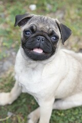 Fototapeta premium Young female pug