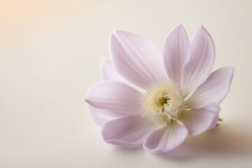 Fototapeta premium Close-up of a delicate light pink flower on a white background, showcasing soft petals and a serene, minimalist aesthetic