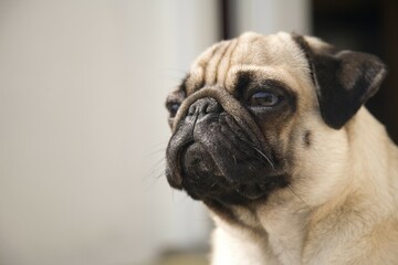 Young pug dozing, portrait