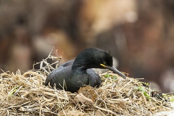 European Shag (Phalacrocorax aristotelis), Farne Islands, Northumberland, England, United Kingdom, Europe
