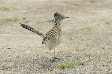 Roadrunner (Geococcyx californianus)