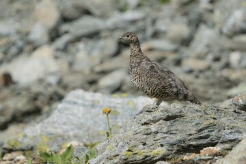 Rock Ptarmigan (Lagopus muta) stands on rock, Stubai Valley, Tyrol, Austria, Europe