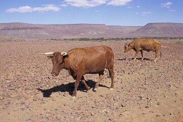 Cattle in stone desert Namibia