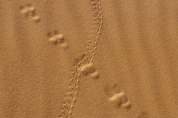 Traces in the sand
