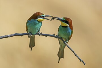 Two European bee-eaters (Merops apiaster), animal pair sitting on branch, hands over prey as bridal gift, Rhineland-Palatinate, Germany, Europe