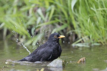 Blackbird (Turdus merula), male bathing in stream, Hesse, Germany, Europe