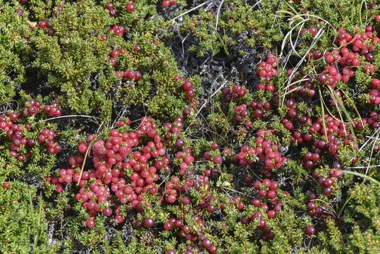 Fruits at Red crowberry (Empetrum rubrum), Los Glaciares National Park, Patagonia, Argentina, South America