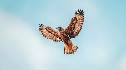 Fototapeta premium Brown Hawk Soaring In Pale Blue Sky