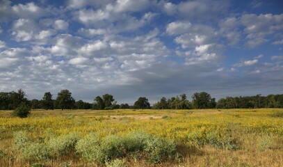 Flowering meadow, grasslands in the floodplain near Dessau, cloudy sky, Middle Elbe Biosphere...