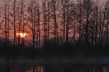 Sunset behind bare trees, nature reserve Große Rosin an der Peene, Nature Park Peental,...
