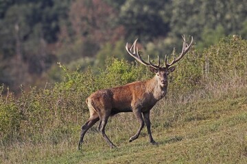Red deer (Cervus elaphus), during rut, southern Hungary