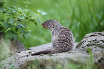 Banded Mongoose (Mungos mungo), juvenile, captive, Germany, Europe