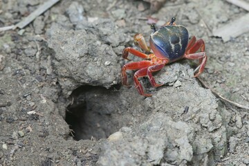 Rainbow crab (Cardisoma armatum) in front of cave, Manuel Antonio National Park, District Puntarenas, Costa Rica, Central America