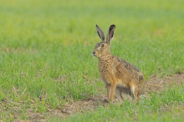Hare (Lepus europaeus) sitting on a field, North Rhine-Westphalia, Germany, Europe