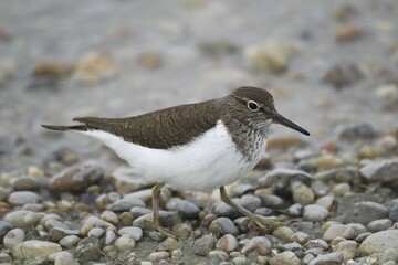 Common Sandpiper (Actitis hypoleucos), Burgenland, Austria, Europe