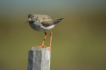 Common redshank (Tringa totanus) standing on pole, Lapland, Norway, Europe