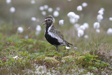 Golden plover (Pluvialis apricaria) in tundra, tussock cottongrass (Eriphorum vaginatum), Lofoten,...