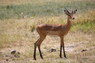 Impala (Aepyceros melampus), Lake Manyara National Park, Tanzania, Africa