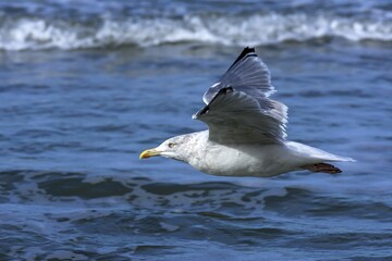 Flying Yellow-legged gull (Larus michahellis), Baltic Sea, Darß, Mecklenburg-Western Pomerania, Germany, Europe