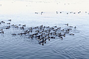 Thick-billed Murres (Uria lomvia), swimming, Alkefjellet bird cliff, Hinlopen Strait, Spitsbergen Island, Svalbard archipelago, Norway, Europe
