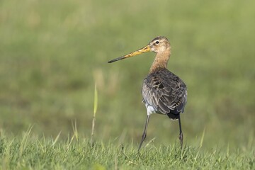 Black-tailed godwit (Limosa limosa) stands in the grass, West Frisian Islands, Texel, North Holland, Netherlands