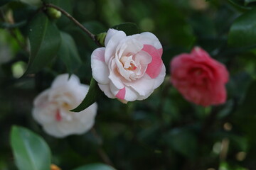 厳冬に凛と咲く