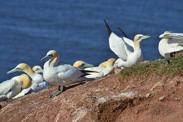 Northern gannet (Morus bassanus) on red cliff, North Sea, Heligoland, Schleswig-Holstein, Germany, Europe