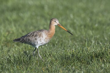 Black-tailed godwit (Limosa limosa) runs on grass, East Frisia, Lower Saxony, Germany, Europe