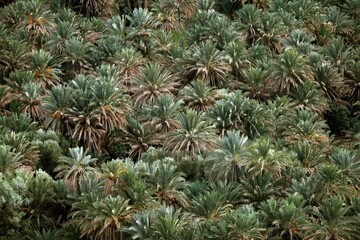 Date palms (Phoenix dactylifera) in Tafilalet oasis, Meknès-Tafilalet, Morocco, Africa