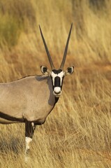 Gemsbok (Oryx gazella), male, portrait, Kalahari Desert, Kgalagadi Transfrontier Park, South...