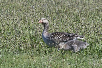 Greylag goose (Anser anser) with chick, walking in field, Texel, North Holland, Netherlands