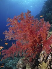 Hemprich's tree coral (Dendronephthya hemprichi), Fury Shoals reef dive site, Red Sea, Egypt, Africa