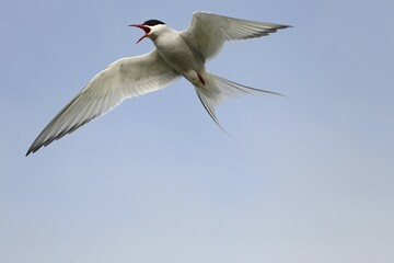 Arctic tern (Sterna paradisaea) calling in flight, blue sky, Norway, Europe