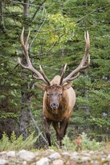 Wapiti, Elk (Cervus canadensis) in the woods, deer, Banff National Park, Canadian Rockies, Alberta Province, Canada, North America