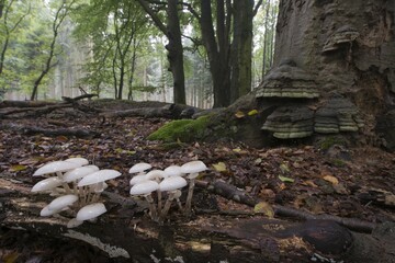 Porcelain fungus (Oudemansiella mucida), on deadwood, Emsland, Lower Saxony, Germany, Europe