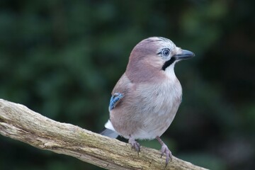 Eurasian Jay (Garrulus glandarius), Emsland, Lower Saxony, Germany, Europe