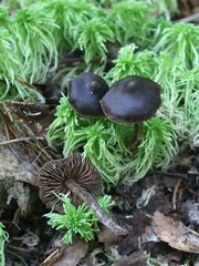 Cortinarius glandicolor, also called Cortinarius brunneus var. glandicolor, a webcap mushroom from...