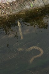 Dice snake (Natrix tessellata) in the water, Lake Balaton, Hungary, Europe