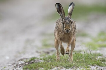 European hare (Lepus europaeus), running, Emsland, Lower Saxony, Germany, Europe
