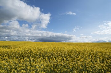 Rapeseed (Brassica napus) field, flowering, clear sky, Mecklenburg-Western Pomerania, Germany, Europe