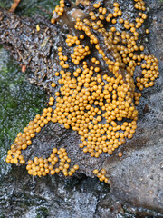 Trichia varia, a slime mold from Finland, no common English name