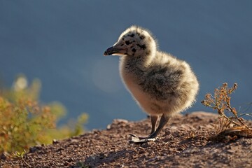 European herring gull (Larus argentatus), chick standing, Helgoland, Schleswig-Holstein, Germany,...
