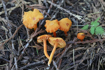 Hygrocybe miniata, also called Hygrophorus miniatus, known as vermilion waxcap, wild mushroom from Finland